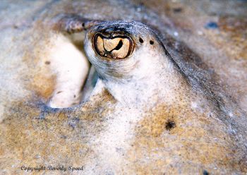 Here's lookin' at ya'.  Stingray eye taken in Grand Cayman. by Beverly J. Speed 